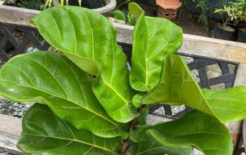 for sale FIDDLE LEAF FIG 3 1ft=1000 2ft=1200 3ft 1800