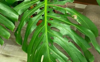 FOR SALE ! MONSTERA DELICIOSA MOTHERPLANT