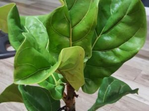 FIDDLE FIG TREE 1.10ft = 1100 2.1ft =1200 IMUS AREA