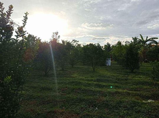 Mini Farm Lot in Quezon