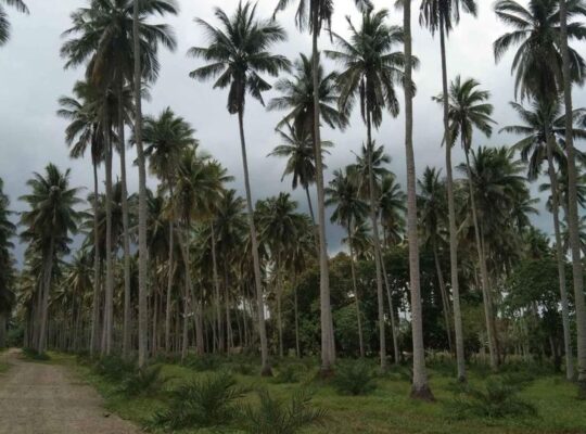 Farm lot near hiway sa tiaong quezon