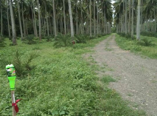 Farm lot near hiway sa tiaong quezon