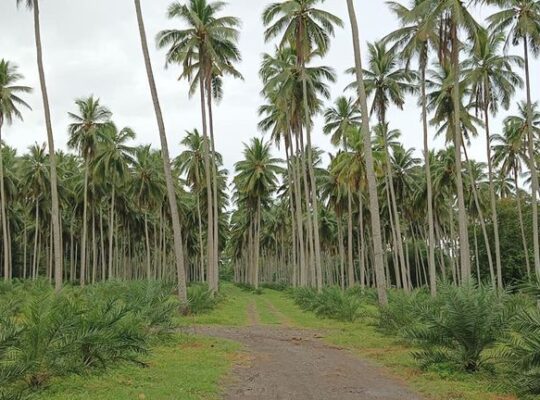 Farm Lot in Tiaong