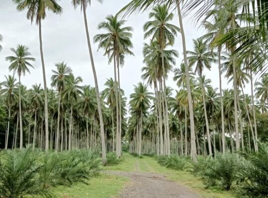 Farm Lot in Tiaong