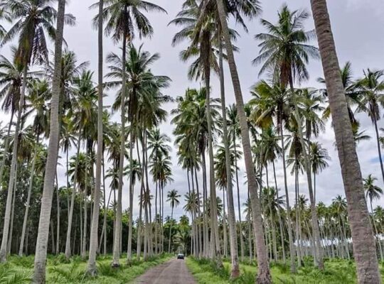 Murang Farm Lot sa Tiaong Quezon