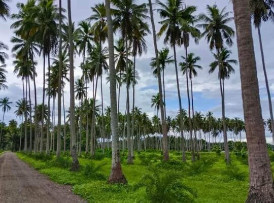 Murang Farm Lot sa Tiaong Quezon