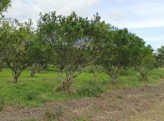 Murang Farm lot sa Tiaong Quezon