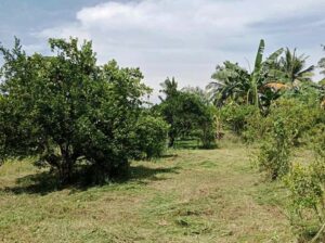 Farm Lot for Sale