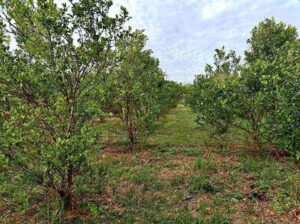 Mini Farm Lot in Quezon