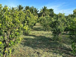 Farm Lot in Tiaong Quezon