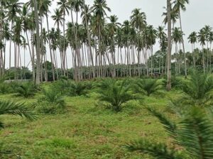 Coconuts and Dates Mini Farm