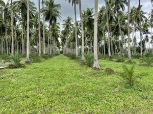 1,000sqm Farm Lot