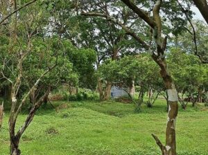 Affordable Mini Farm Lot in Tiaong Quezon