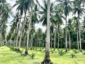 Near Hiway na Farm Lot sa Tiaong Quezon