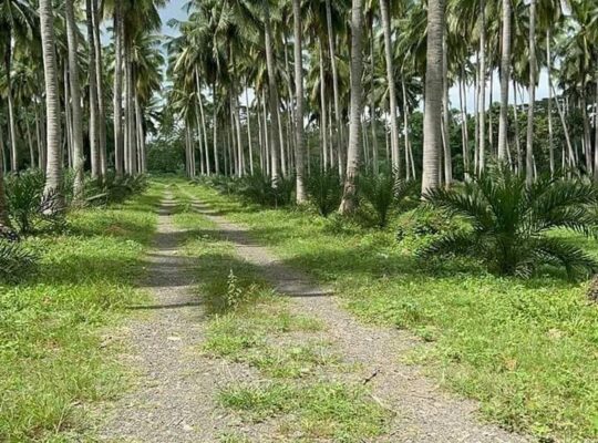 Near Hiway na Farm Lot sa Tiaong Quezon