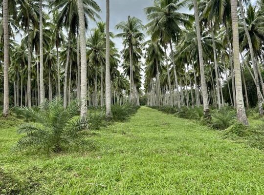 Dates and coconut farm