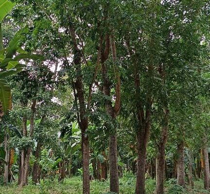 Along Hiway na FarmLot sa Tiaong Quezon