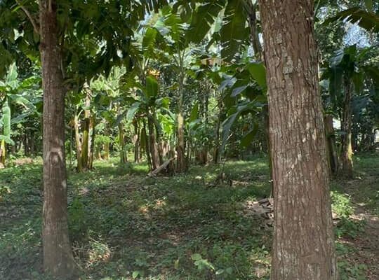 Along Hiway na FarmLot sa Tiaong Quezon