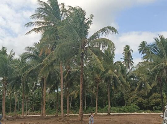 Farm Lot 50 meters from Hiway