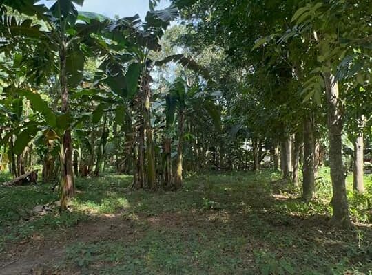 Farm Lot 50 meters from Hiway