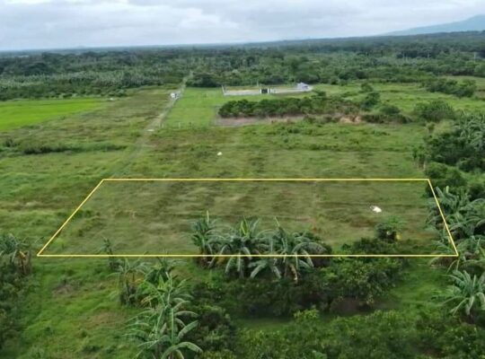 Murang Farm Lot sa Tiaong Quezon