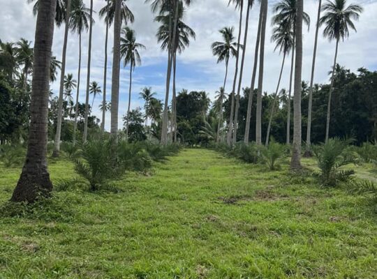 Dates and coconut farm