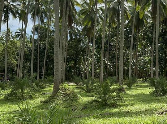 Dates and coconut farm