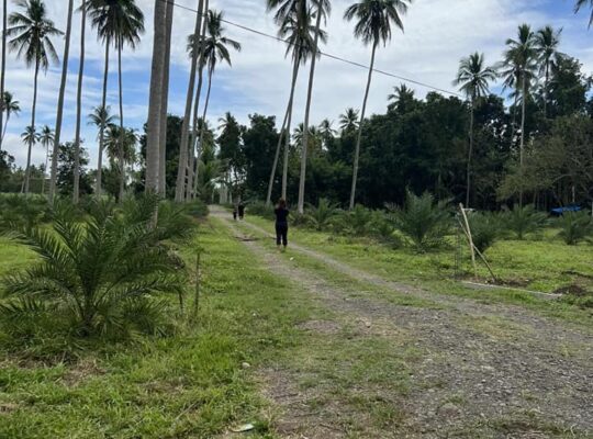 Dates and coconut farm