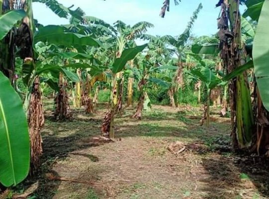 Farm Lot near Hiway