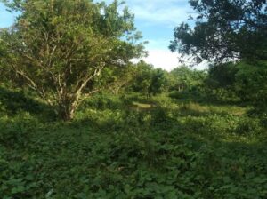 Farmlot in Tiaong Quezon