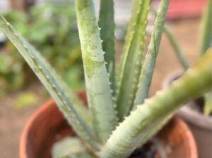 Aloe Vera Plant( Giant variety)