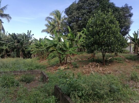 Titled Farm Lot For Sale in Pangil Amadeo