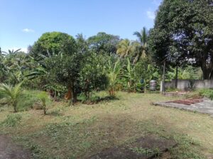 Titled Farm Lot For Sale in Pangil Amadeo