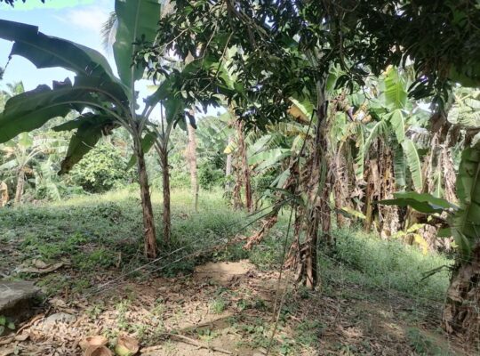 Titled Farm Lot For Sale in Pangil Amadeo