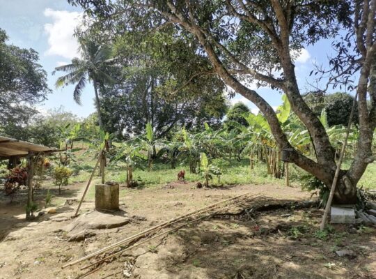 Titled Farm Lot For Sale in Pangil Amadeo