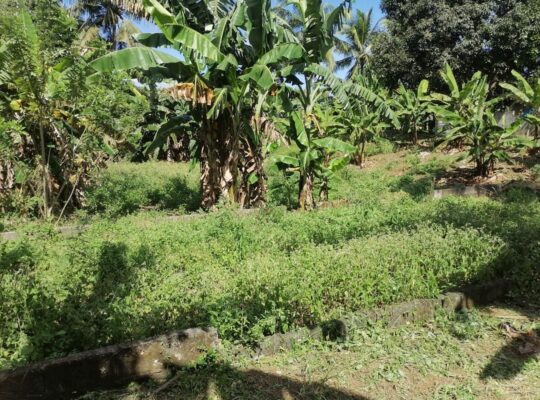 Titled Farm Lot For Sale in Pangil Amadeo