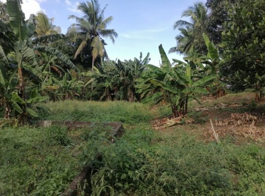 Titled Farm Lot For Sale in Pangil Amadeo