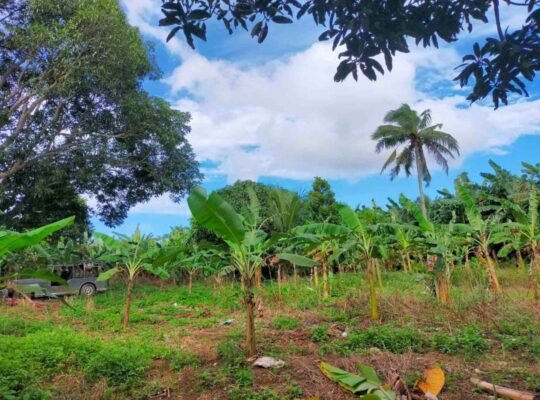 Titled Farm Lot For Sale in Pangil Amadeo