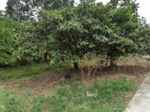 Lot For Sale near Tagaytay Alfonso Bypass Road